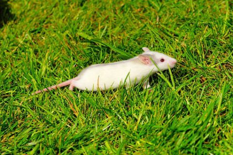 What to Do about Garden Rats | Pest Secure